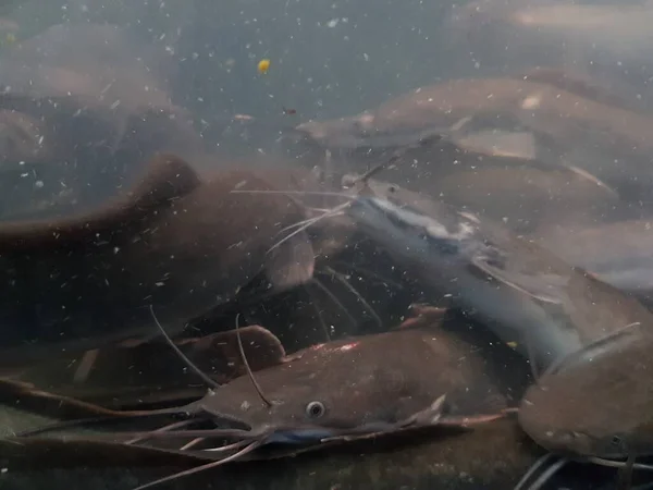 Catfish Bottom River Catfish Portrait Catfish Swimming River — Photo