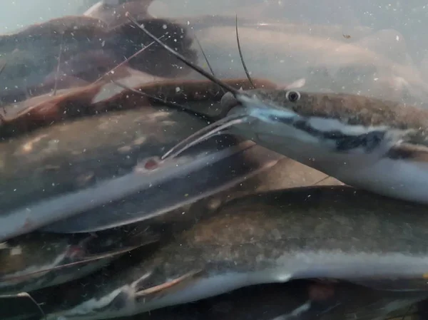 Catfish Bottom River Catfish Portrait Catfish Swimming River — Photo