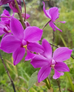 Spathoglottis plicata, commonly known as the ground orchid, or the great purple orchid. Anggrek tanah ungu.