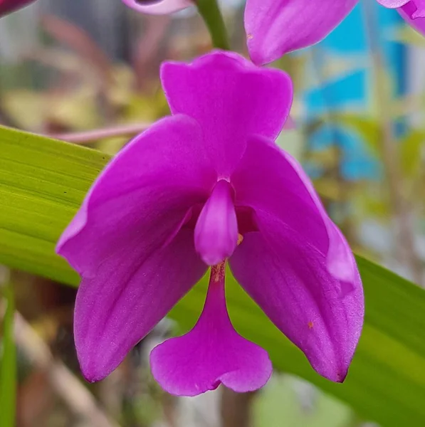 Spathoglottis Plicata Commonly Known Ground Orchid Great Purple Orchid Anggrek — Photo
