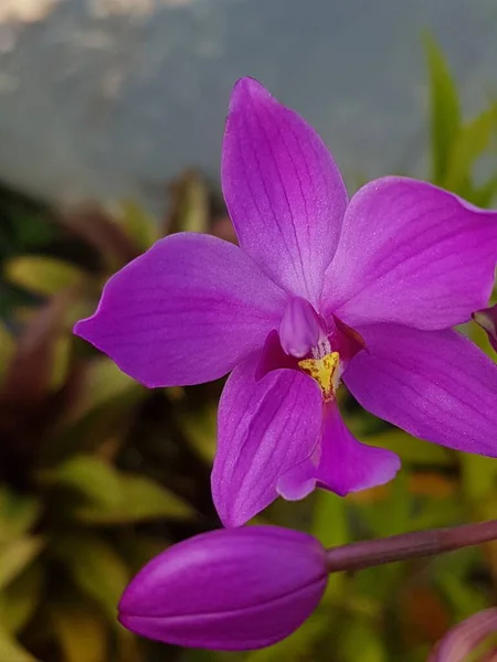 Spathoglottis Plicata Commonly Known Ground Orchid Great Purple Orchid Anggrek — Photo
