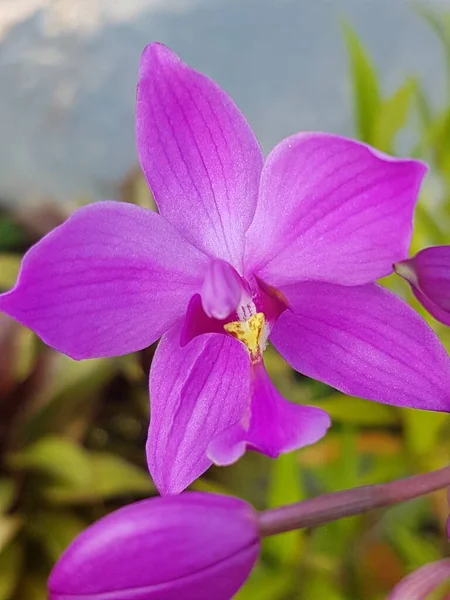 Spathoglottis Plicata Широко Известный Земляная Орхидея Большая Фиолетовая Орхидея Анггрек — стоковое фото