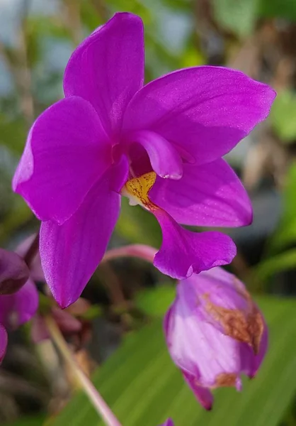 Spathoglottis Plicata Commonly Known Ground Orchid Great Purple Orchid Anggrek — Zdjęcie stockowe