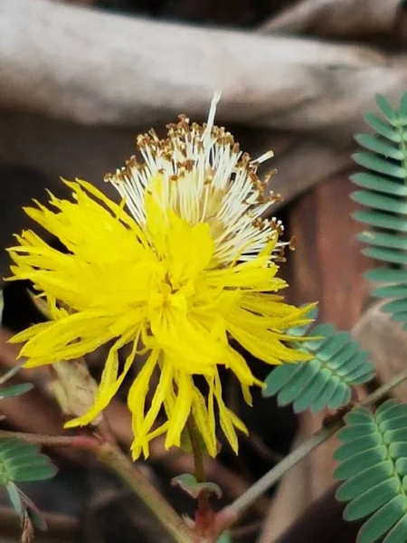 Belle Marguerite Jaune Matin Rosée Profondeur Champ Faible — Photo