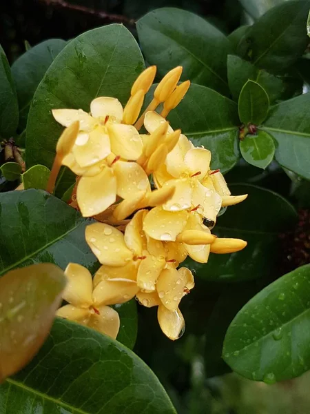 Belle Marguerite Jaune Matin Rosée Profondeur Champ Faible — Photo