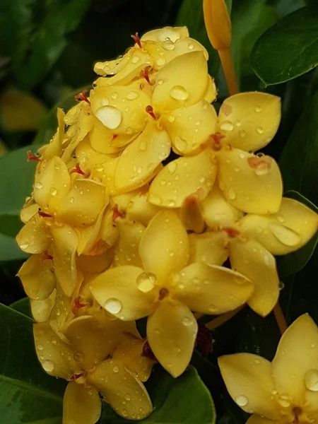 晨露中美丽的黄色雏菊 浅水区深度 — 图库照片