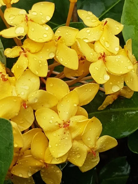 Piękna Żółta Stokrotka Rano Rosa Płytka Głębia Ostrości — Zdjęcie stockowe