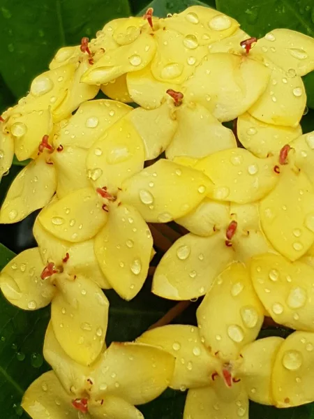 Piękna Żółta Stokrotka Rano Rosa Płytka Głębia Ostrości — Zdjęcie stockowe