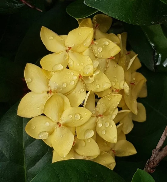 晨露中美丽的黄色雏菊 浅水区深度 — 图库照片