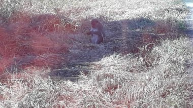 Family of Long-tailed or Crab-eating macaques. Mandala Suci Wenara Wana or Monkey Forest Ubud, Bali, Indonesia