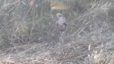 Family of Long-tailed or Crab-eating macaques. Mandala Suci Wenara Wana or Monkey Forest Ubud, Bali, Indonesia