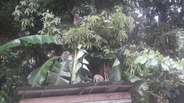 Family of Long-tailed or Crab-eating macaques. Mandala Suci Wenara Wana or Monkey Forest Ubud, Bali, Indonesia