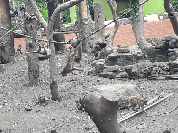Family Long Tailed Crab Eating Macaques Mandala Suci Wenara Wana — Photo
