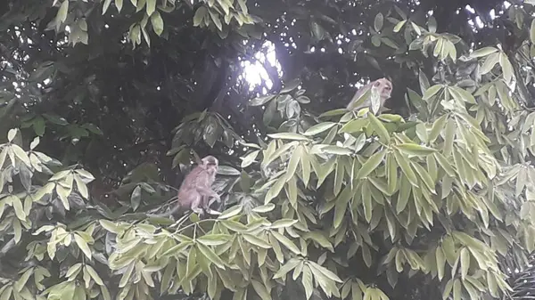 Family Long Tailed Crab Eating Macaques Mandala Suci Wenara Wana — Stok fotoğraf