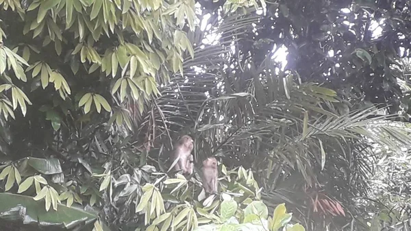 Family Long Tailed Crab Eating Macaques Mandala Suci Wenara Wana —  Fotos de Stock