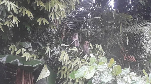 Family Long Tailed Crab Eating Macaques Mandala Suci Wenara Wana —  Fotos de Stock