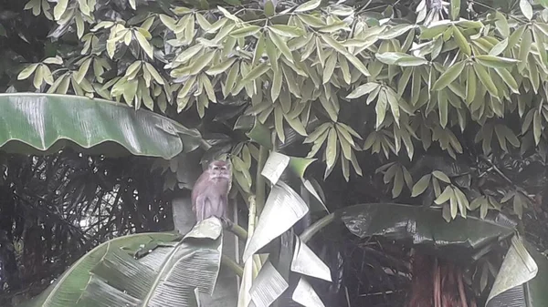 Family Long Tailed Crab Eating Macaques Mandala Suci Wenara Wana — Stockfoto