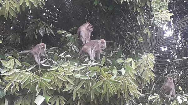 Family Long Tailed Crab Eating Macaques Mandala Suci Wenara Wana — Foto de Stock