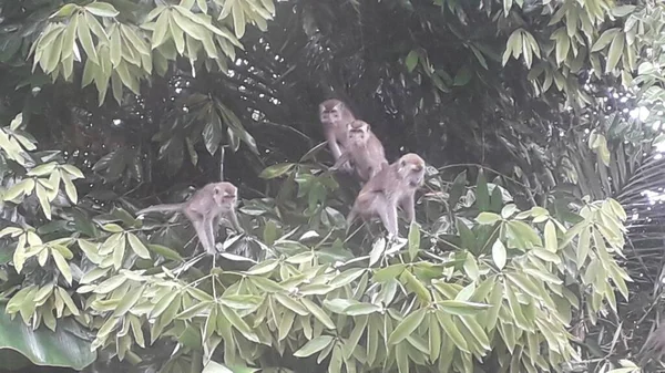 Family Long Tailed Crab Eating Macaques Mandala Suci Wenara Wana — Stockfoto