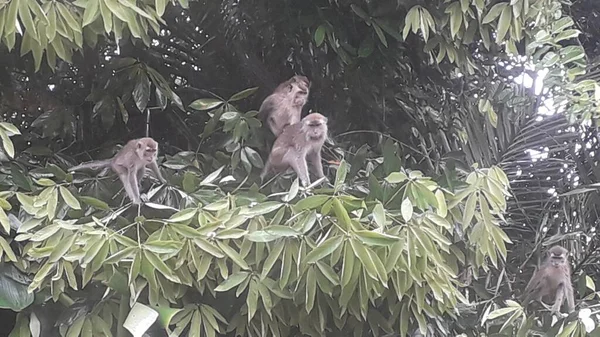 Family Long Tailed Crab Eating Macaques Mandala Suci Wenara Wana — Stock Fotó