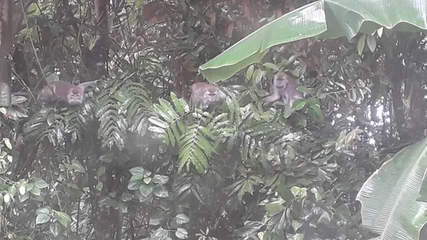Family Long Tailed Crab Eating Macaques Mandala Suci Wenara Wana — Photo