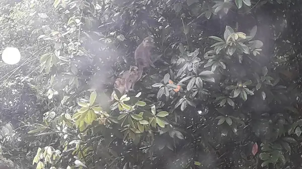 Family Long Tailed Crab Eating Macaques Mandala Suci Wenara Wana — Stok fotoğraf
