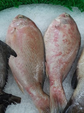 Süpermarkette satılık tepside ezilmiş buzun üzerinde taze kırmızı tilapia balığı grubu..