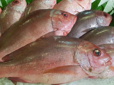 Süpermarkette satılık tepside ezilmiş buzun üzerinde taze kırmızı tilapia balığı grubu..
