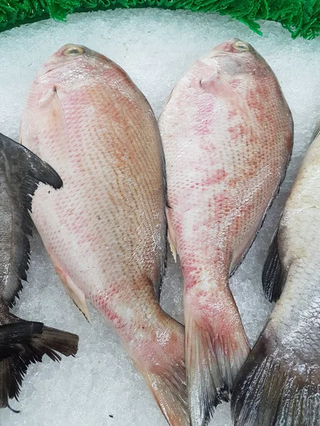 Group of the fresh red tilapia fish on the crushed ice in the tray for sale in the supermarket, front view with the copy space.