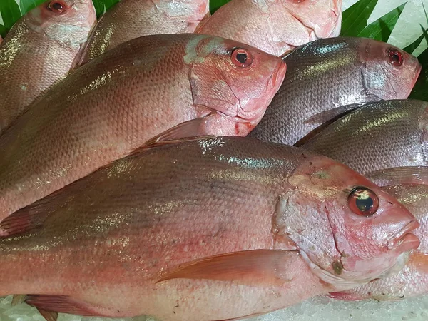 Group of the fresh red tilapia fish on the crushed ice in the tray for sale in the supermarket, front view with the copy space.