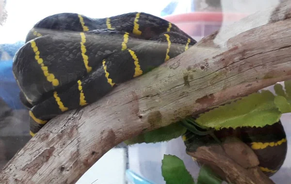 King Cobra Ophiophagus Hannah Ready Attack — Stockfoto