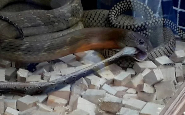 King Cobra Ophiophagus Hannah Ready Attack — Fotografia de Stock