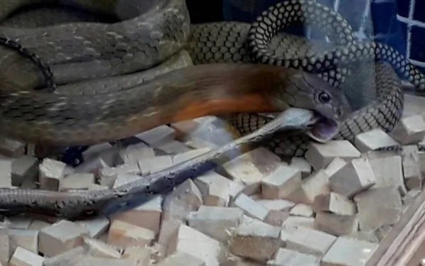 King Cobra Ophiophagus Hannah Ready Attack Stok Foto Bebas Royalti