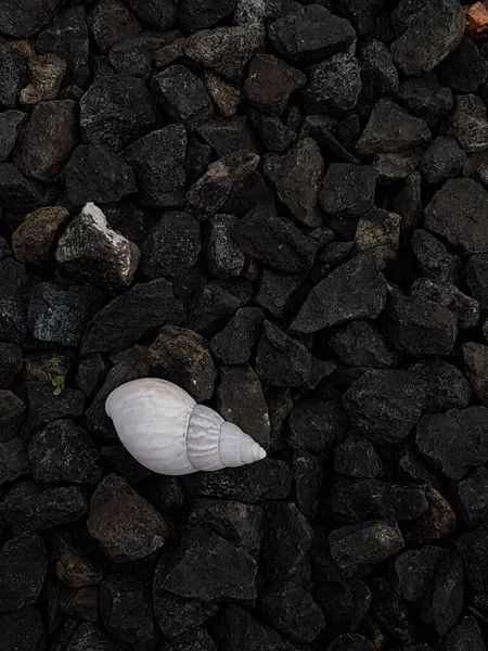White Snail Walking Black Coral — Photo