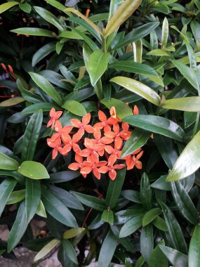 Su damlalı kırmızı çiçek