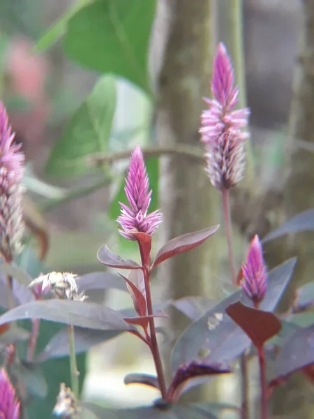 Flor Vermelha Com Gotas Água — Fotografia de Stock