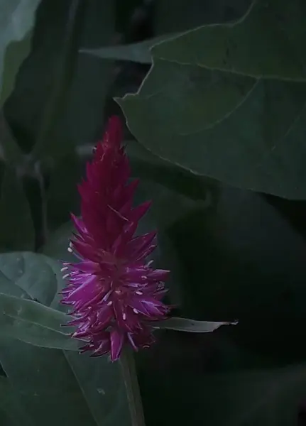 Flor Vermelha Com Gotas Água — Fotografia de Stock