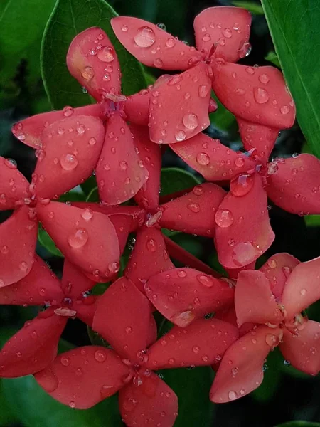 Flor Vermelha Com Gotas Água — Fotografia de Stock