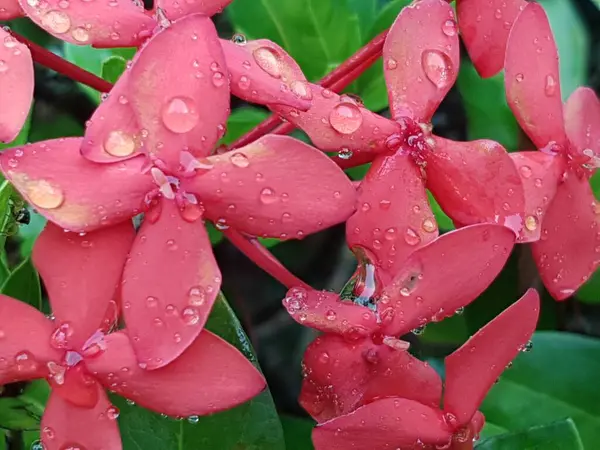 Rode Bloem Met Waterdruppels — Stockfoto