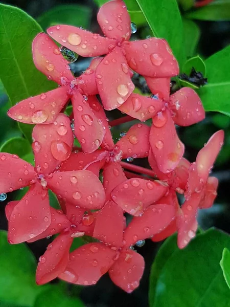 Flor Vermelha Com Gotas Água — Fotografia de Stock