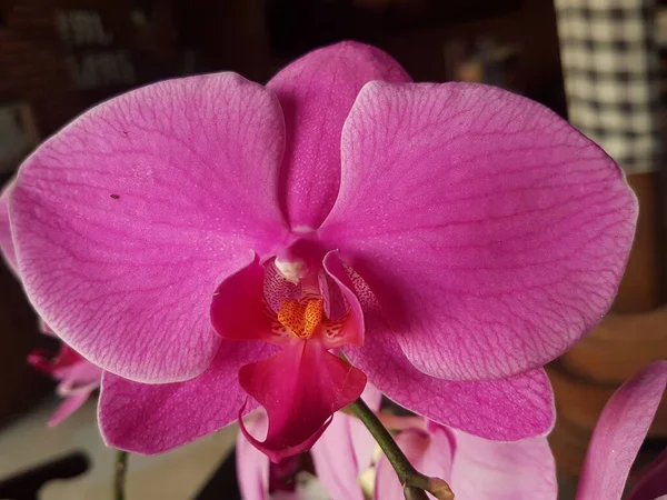 Anggrek Bulan Ungu Purple Moon Orchid Puspa Pesona Moth Orchid — ストック写真