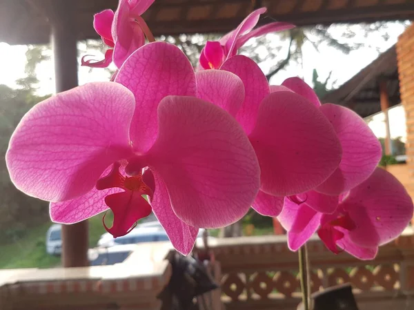 Anggrek Bulan Ungu Purple Moon Orchid Puspa Pesona Moth Orchid — Photo