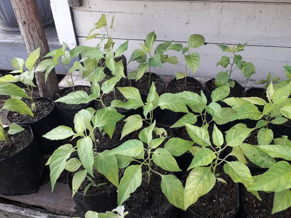 Green Chili Plants Close Green Chili Pepper Bush Bed Home — Stok fotoğraf