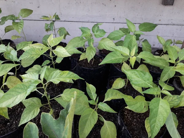 Green chili plants.close up of green chili pepper bush in bed, home-grown vegetable, organic farm. Jalapeno hot peppers on plant