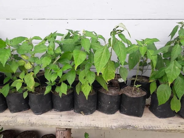 Green chili plants.close up of green chili pepper bush in bed, home-grown vegetable, organic farm. Jalapeno hot peppers on plant