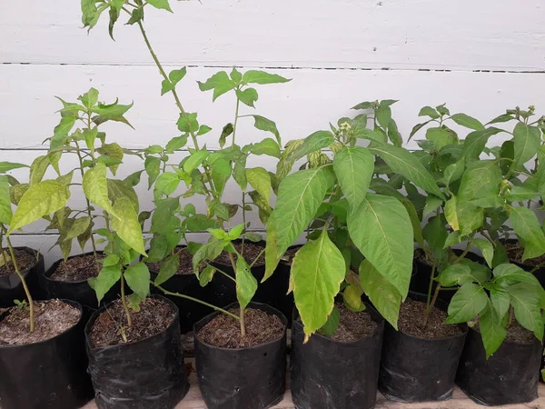 Green chili plants.close up of green chili pepper bush in bed, home-grown vegetable, organic farm. Jalapeno hot peppers on plant