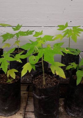 Papaya seeds in black plastic pots
