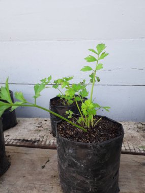 Soup leaf seeds in black plastic pots