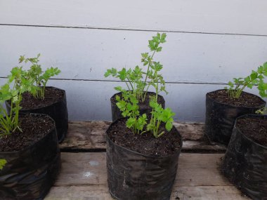 Soup leaf seeds in black plastic pots