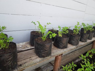 Soup leaf seeds in black plastic pots